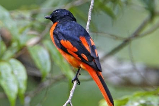 birds-watch-munnar