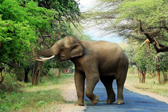 chinnar-wild-life-santuary